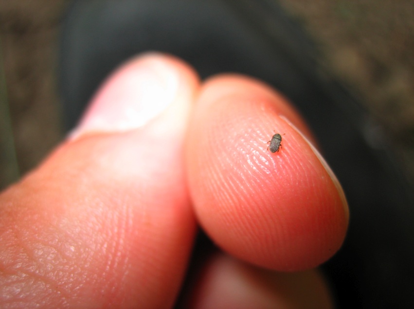 Minuscolo Scolytidae: Phloeophthorus rhododactylus